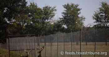 Texas’ battle against deer disease threatens breeding industry