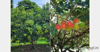 Ramboetan populairder door social media