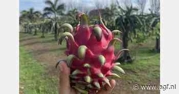 Panama zet in op pitahaya