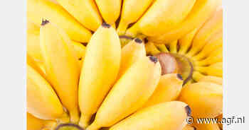 Uitbreiding bananenprogramma Port International in Peru