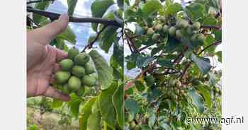 Bijna een derde minder kiwibessen in Oostenrijk