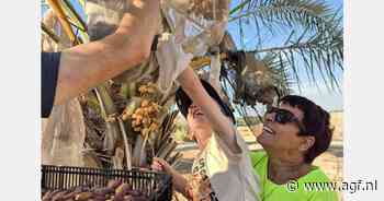 "Verzengende zomer biedt goede dadels"
