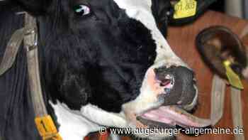 Blauzungenkrankheit im Unterallgäu nachgewiesen