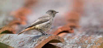Welcher Vogel darf’s denn sein? - NABU ruft zur Wahl auf