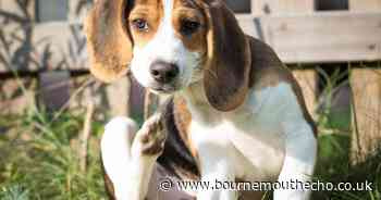 Vet issues urgent flea warning to all dog and cat owners