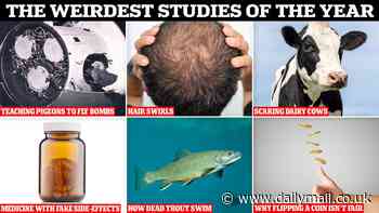 The weirdest studies of the year are revealed in the spoof 'Ig Nobel' awards - from research on training pigeons to pilot bombs to an experiment on the direction our hair swirls