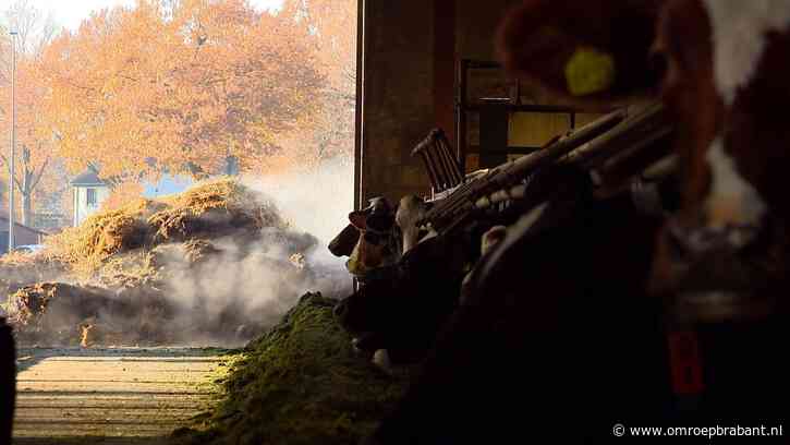 Ingrijpend mestpakket van BBB-minister gaat Brabant hard raken