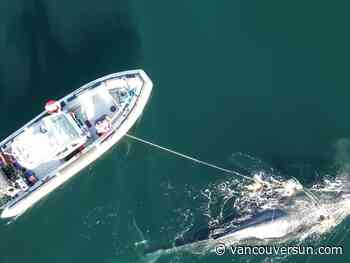 Four-day rescue operation freed a humpback whale off northern B.C.: DFO
