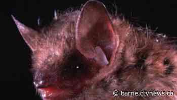 Rabies pop-up clinics in Simcoe County this fall