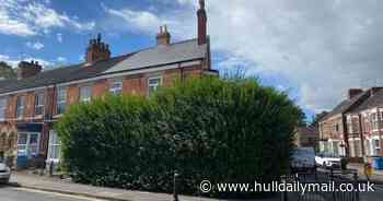 Council issues two notices to Hull resident after overgrown hedge sparks safety concerns