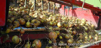 Dynamiek in uien is anders dan we gewend zijn