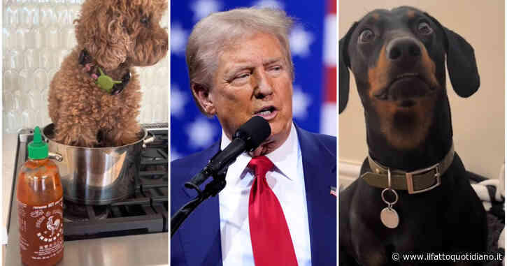 Dal cane nel pentolino al gatto nel forno: la fake news di Donald Trump diventa virale su TikTok. Ecco i video più divertenti