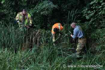 Brandweer redt moederkloek en kuikens uit vijver