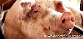 Varkensstapel in Verenigd Koninkrijk stabiliseert