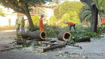 Abbattimento alberi al Santa Maria della Pietà: "Colpa della cattiva potatura"
