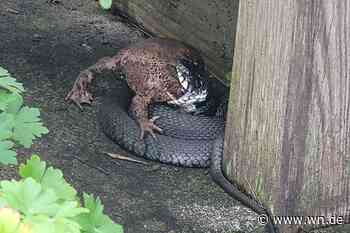 Spektakulärer Schnappschuss: Ringelnatter trifft auf Kröte