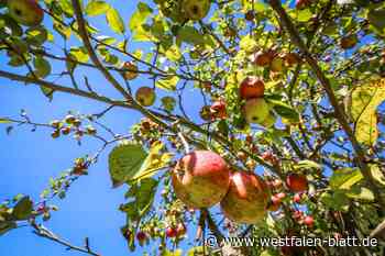 Obst in OWL: Hier kann kostenlos gepflückt werden