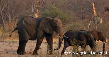 Zimbabwe gaat 200 olifanten afmaken om voedseltekorten