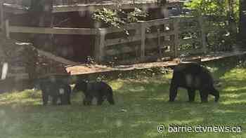 Bears that disrupted Huntsville school 3x this week captured