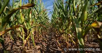 Merzig-Wadern: Frau wird von Maishäcksler erfasst und lebensgefährlich verletzt