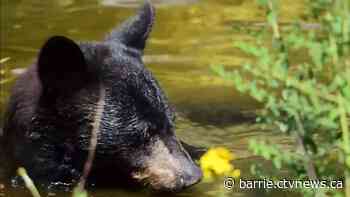 Muskoka man fined heavily for possessing illegal bear parts