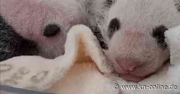 Berlin: Zoo veröffentlicht Video der Panda-Zwillinge