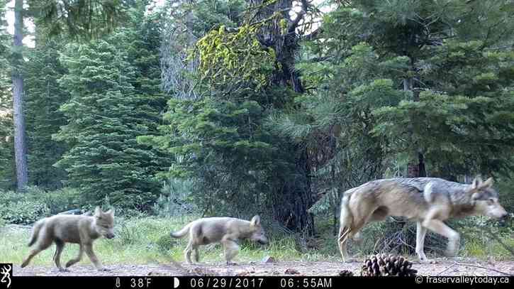 The Biden administration is taking steps to eliminate protections for gray wolves