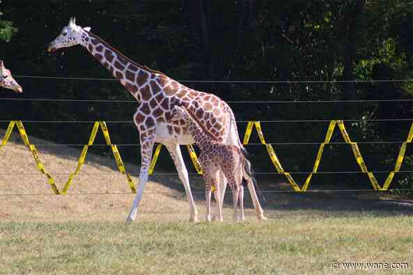 CUTE! Baby giraffe steps outside at Fort Wayne Children's Zoo