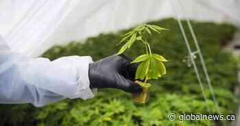 B.C. craft cannabis producers call for independent review of pot sector