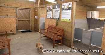 The 350-mile puppy trade that begins in Fermanagh and ends in Lancashire