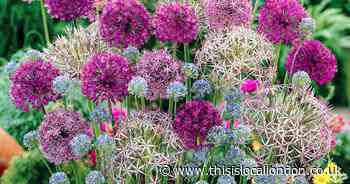 Bring pizzazz to your garden with on-trend alliums!