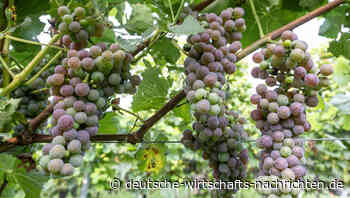 Reben in der Hitze: Neuer Weingeschmack durch Klimawandel?