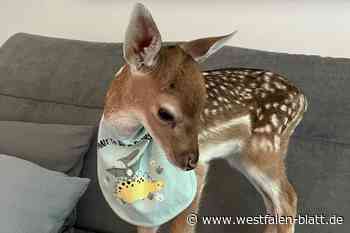 Kleines Damwild-Kalb Linus entwickelt sich prächtig