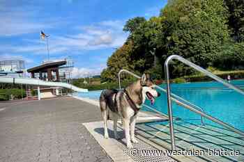 Zum Saisonende dürfen Hunde im Bürener Freibad schwimmen