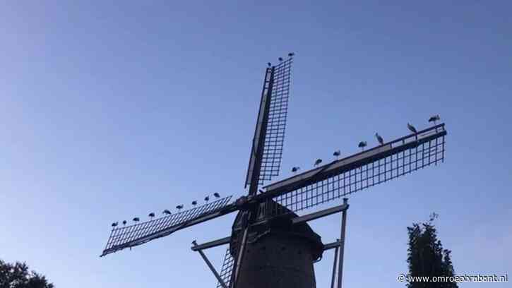 20 ooievaars op wieken van molen: 'In al die jaren nog nooit gezien'