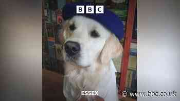 Harlow therapy dog is a ‘paw-casso’ artist