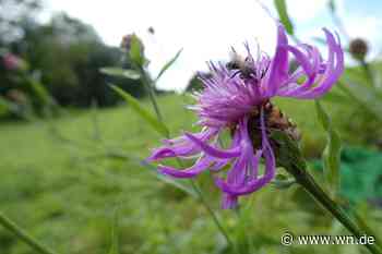So machen Sie Ihren Garten fit für den Klimawandel