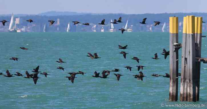Bayerns Fischer ringen um Lösung beim Fischotter