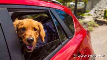 Easily Remove Pet Hair From Your Car Interior With This Household Staple