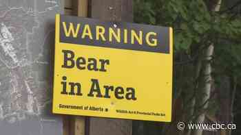 Hiker in hospital after bear attack in Crowsnest Pass