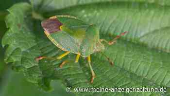 Stinkwanzen-Invasion im Haus: Mythen, Fakten und Abwehrstrategien