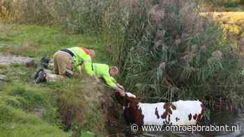 112-nieuws: koe zit vast in water • brand op plezierjacht