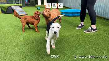 Outbreak of deadly parvovirus detected in Warwickshire dogs