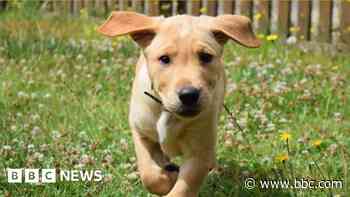 Dog centre shuts after parvovirus case confirmed