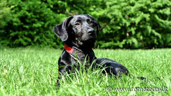 Zecche nei cani: cosa fare e come eliminarle in modo naturale