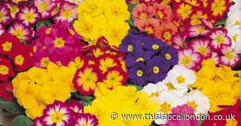Half price offer for Primrose Bonelli Mix from You Garden!