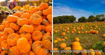Instagram-famous Sussex pumpkin festival to open this month