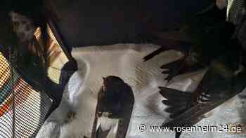 Schwalbensterben durch Dauerregen in der Region