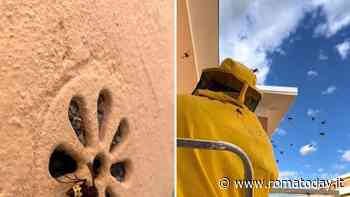 Vespe orientalis in balcone, trovato un nido dietro alla griglia dell'areazione