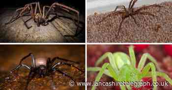 Spider season is here: the 22 species you're likely to find in your home